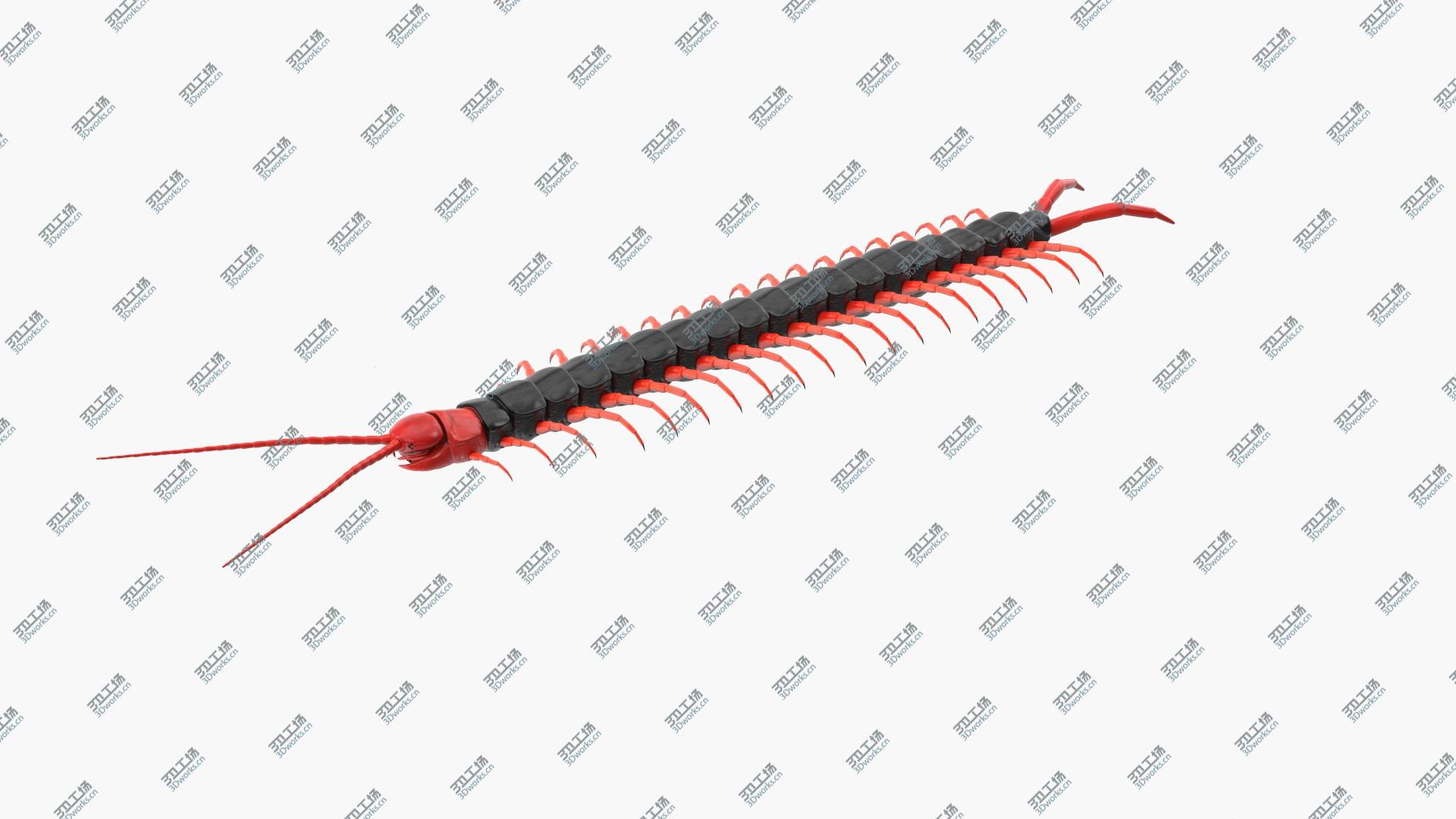 images/goods_img/202105071/3D Scolopendra Subspinipes Mutilans Rigged/2.jpg